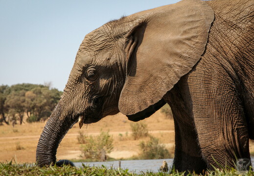 LR-ANIMALS 3101002 02-10-10 034744