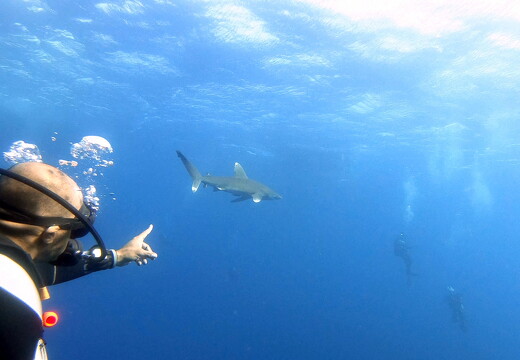 LR-Diving 1611 03-12-19 034380