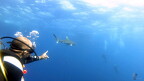 LR-Diving 1611 03-12-19 034380