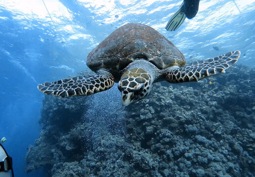 LR-Diving 8835 18-11-22 034410