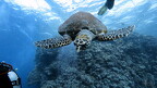 LR-Diving 8835 18-11-22 034410