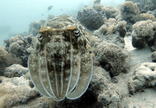 LR-Diving 8851 18-11-22 034411