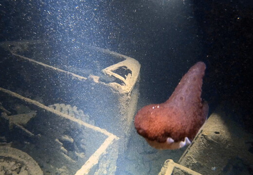 LR-Diving 9256 21-11-22 034416