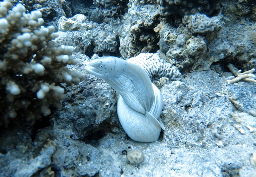 LR-Diving 9327 22-11-22 034418