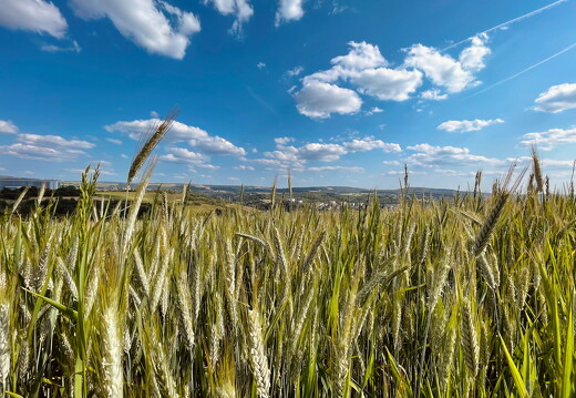 LR-Landscape 1631 03-06-23 034460