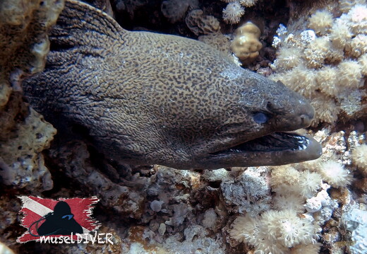 backdrop museldiver logo - 7